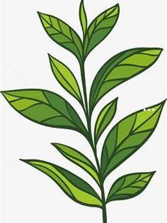 云南富硒茶产地(云南富硒红茶)-硒宝网