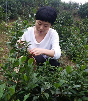 富硒茶销售技巧(富硒茶市场分析)-硒宝网