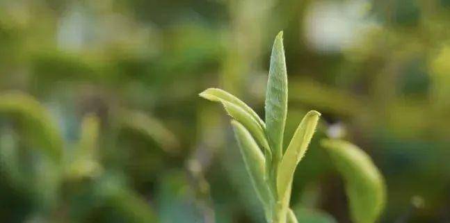 安康富硒茶公司(安康富硒茶主要产自哪里)-硒宝网