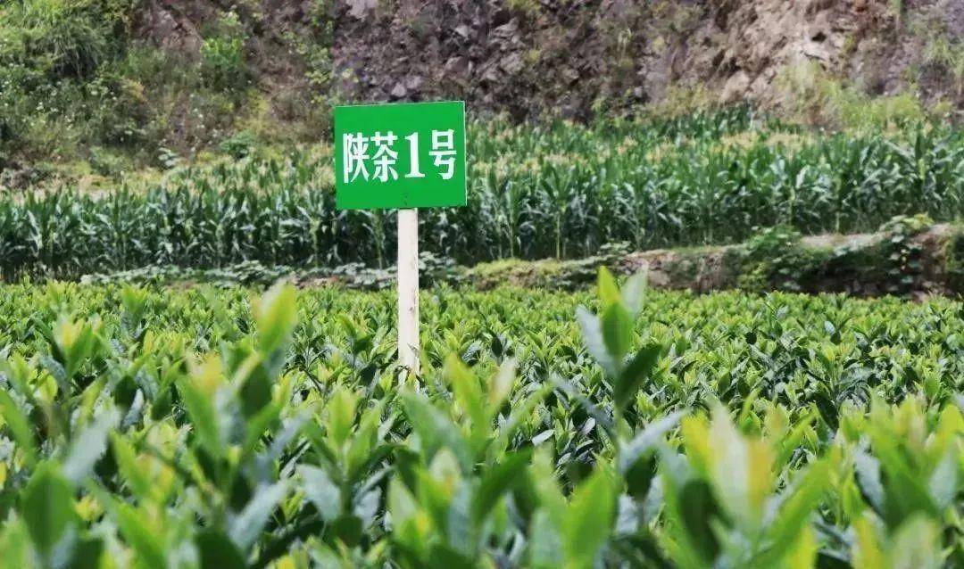 安康富硒茶公司(安康富硒茶主要产自哪里)-硒宝网