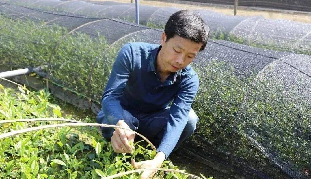 安康富硒茶公司(安康富硒茶主要产自哪里)-硒宝网