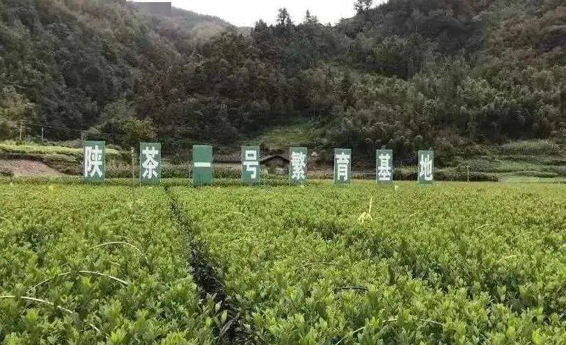 安康富硒茶公司(安康富硒茶主要产自哪里)-硒宝网