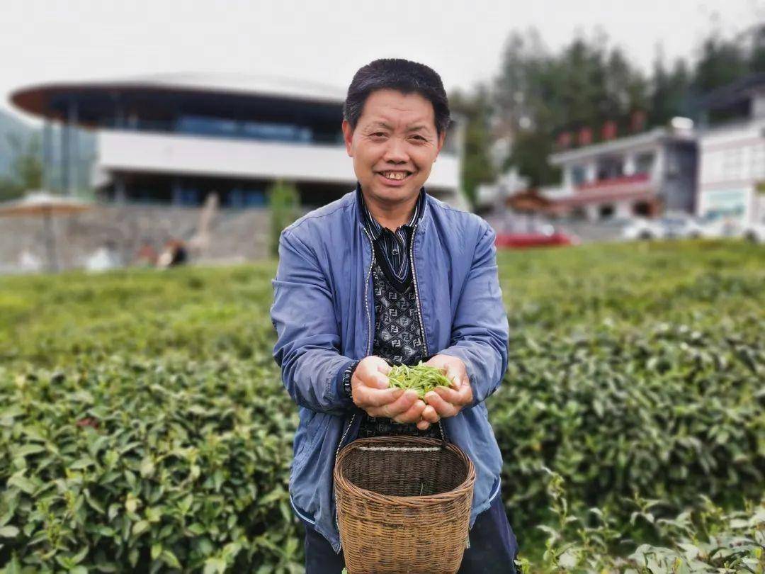 安康富硒茶公司(安康富硒茶主要产自哪里)-硒宝网