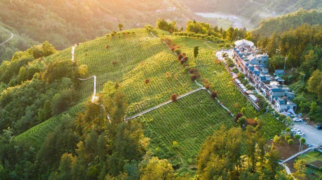 安康富硒茶公司(安康富硒茶主要产自哪里)-硒宝网