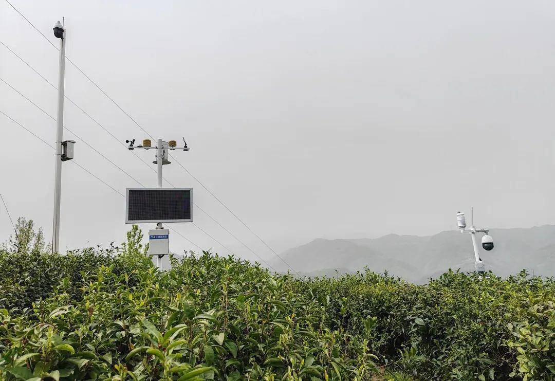 安康富硒茶公司(安康富硒茶主要产自哪里)-硒宝网