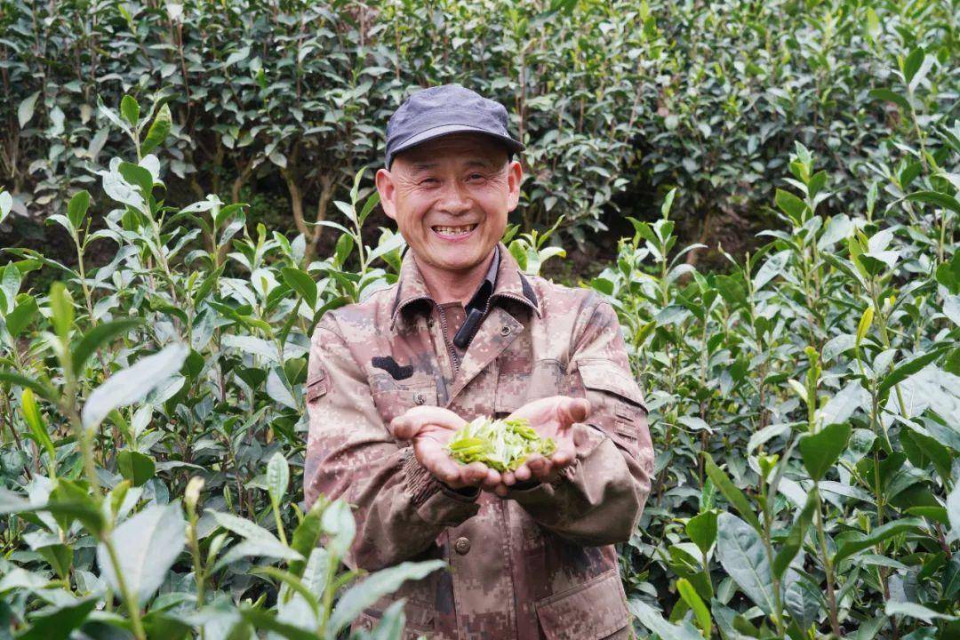 安康富硒茶公司(安康富硒茶主要产自哪里)-硒宝网