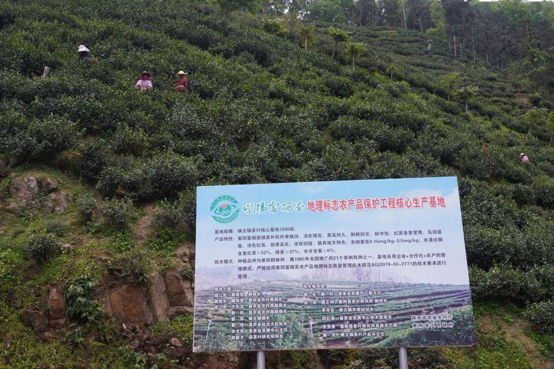 安康富硒茶公司(安康富硒茶主要产自哪里)-硒宝网