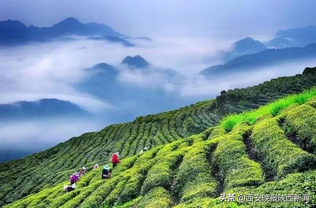 西安特产富硒茶(陕西富硒茶多少钱一斤)-硒宝网