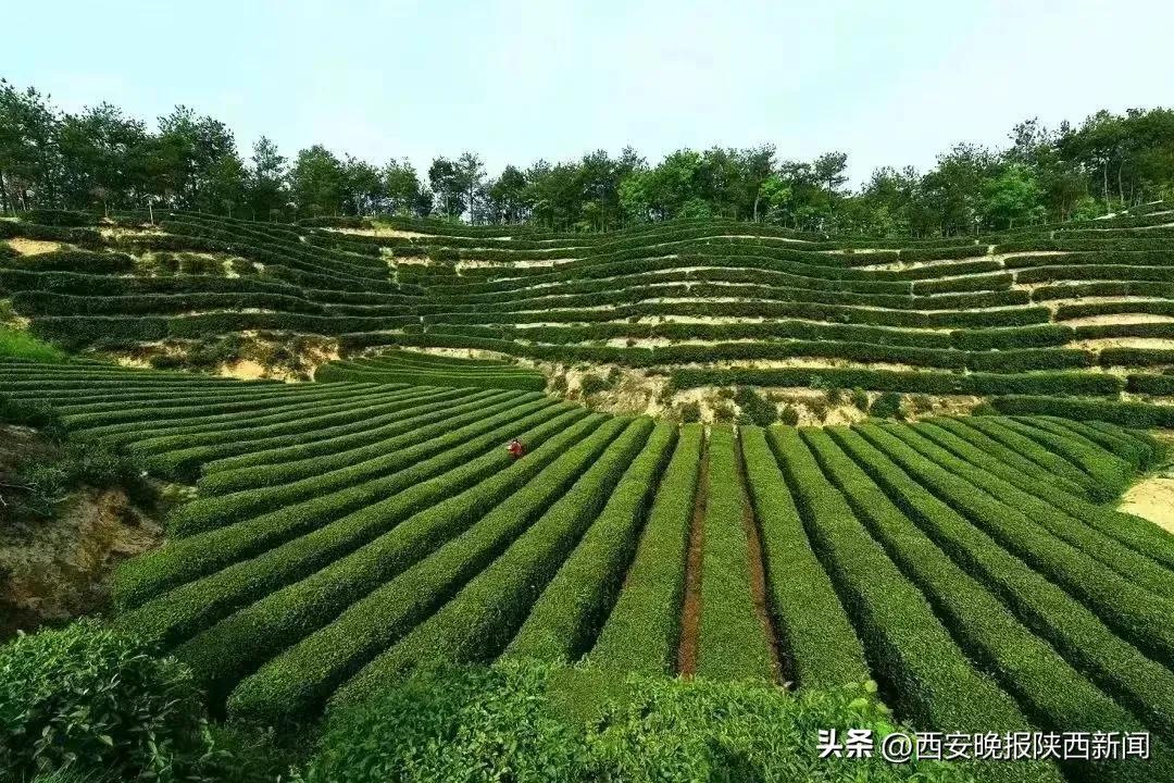 西安特产富硒茶(陕西富硒茶多少钱一斤)-硒宝网