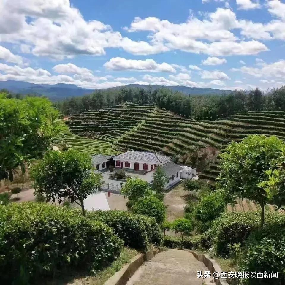 西安特产富硒茶(陕西富硒茶多少钱一斤)-硒宝网