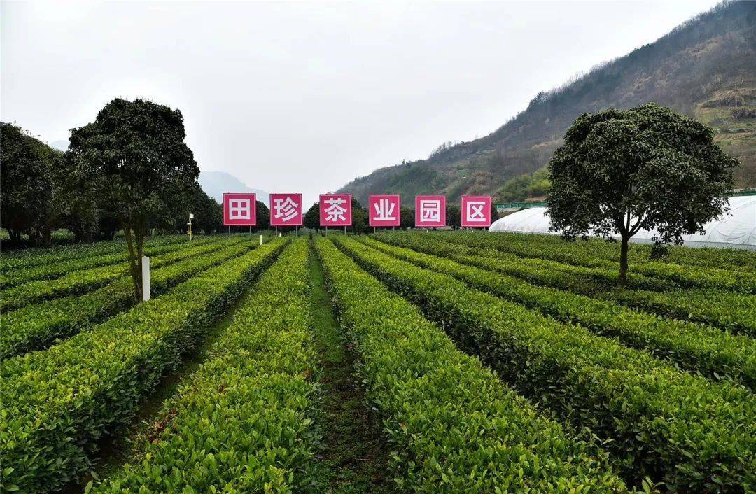 紫阳富硒茶招牌（紫阳富硒茶品牌大全）-硒宝网