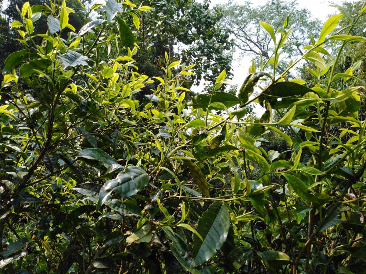 贵州富硒茶红茶（富硒红茶多少钱一斤）-硒宝网