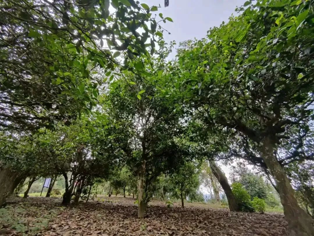 贵州富硒茶红茶（富硒红茶多少钱一斤）-硒宝网