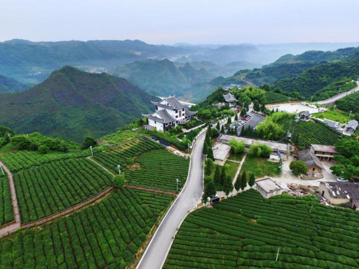 遵义开阳富硒茶(开阳富硒茶多少钱一斤)-硒宝网