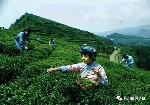 恩施富硒茶属于（恩施富硒茶文化的内涵有）-硒宝网