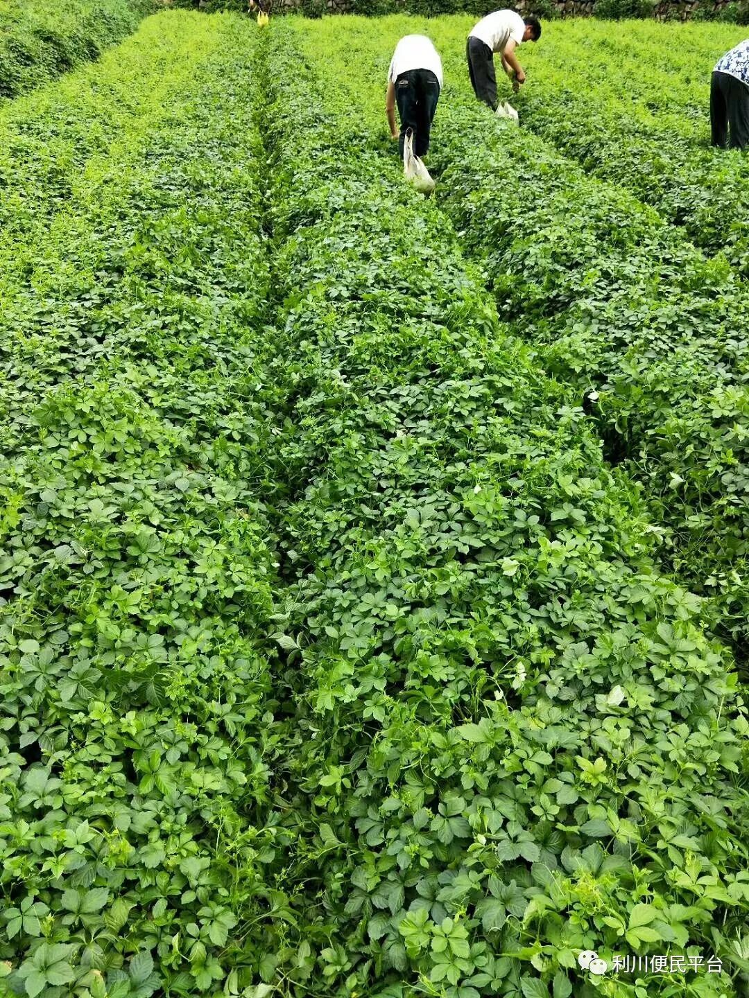 恩施富硒茶属于（恩施富硒茶文化的内涵有）-硒宝网