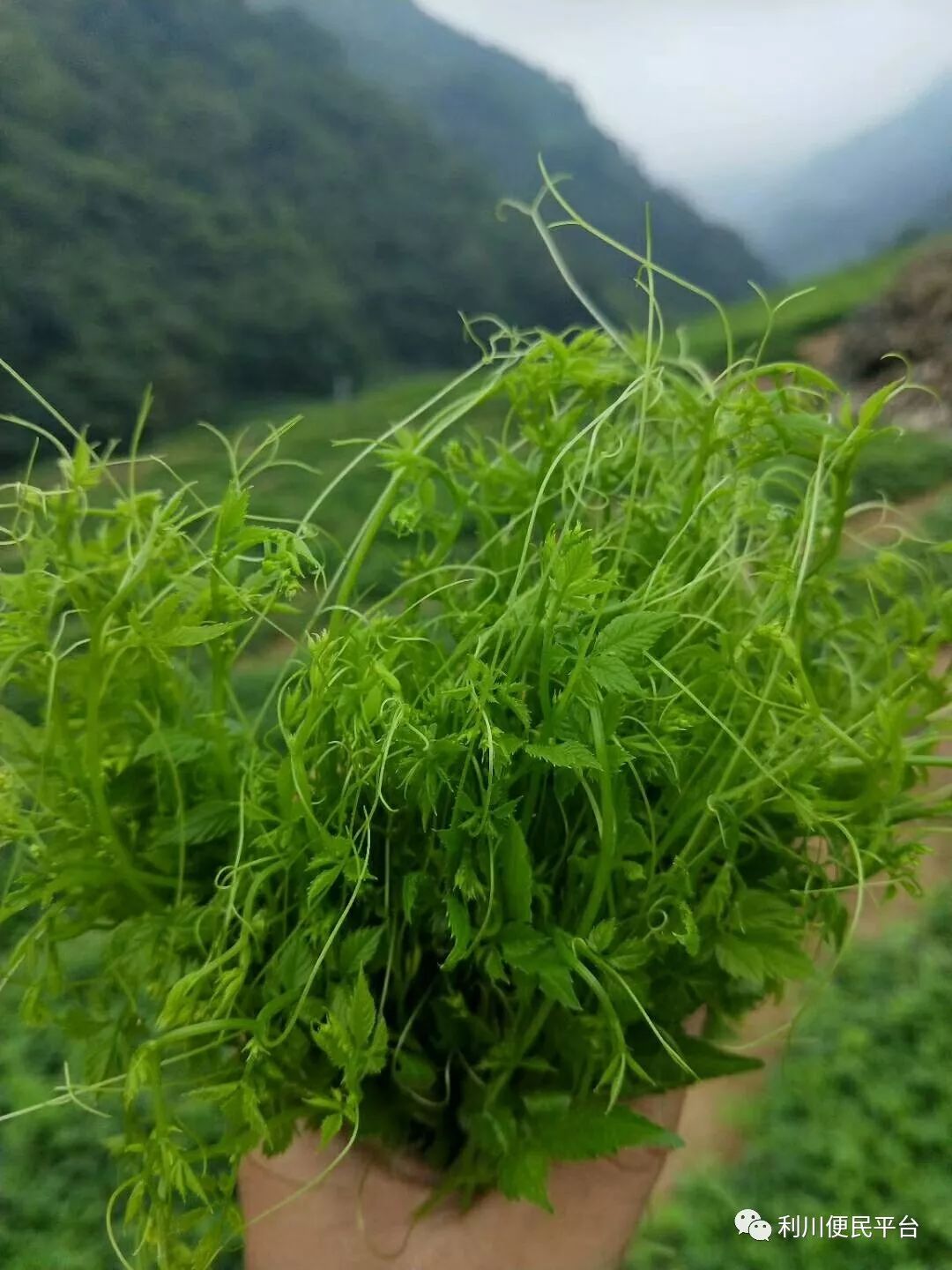 恩施富硒茶属于（恩施富硒茶文化的内涵有）-硒宝网