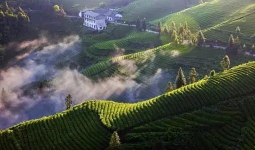 恩施富硒茶属于（恩施茶叶含硒量排名）-硒宝网