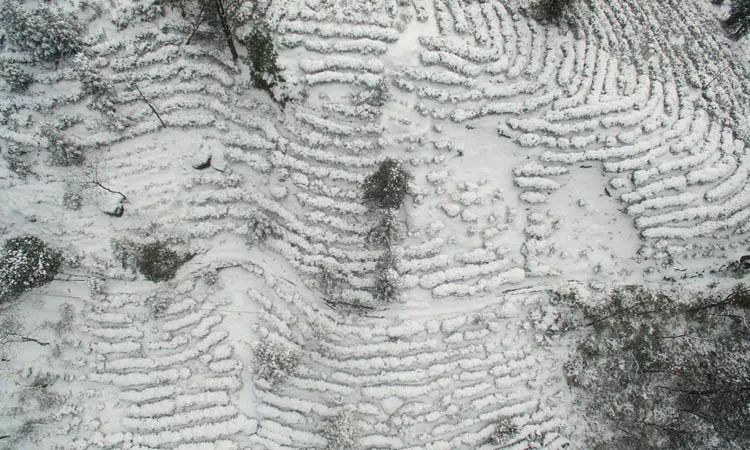 恩施富硒茶属于（恩施茶叶含硒量排名）-硒宝网