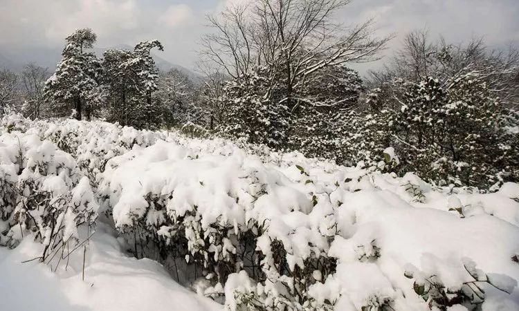 恩施富硒茶属于（恩施茶叶含硒量排名）-硒宝网