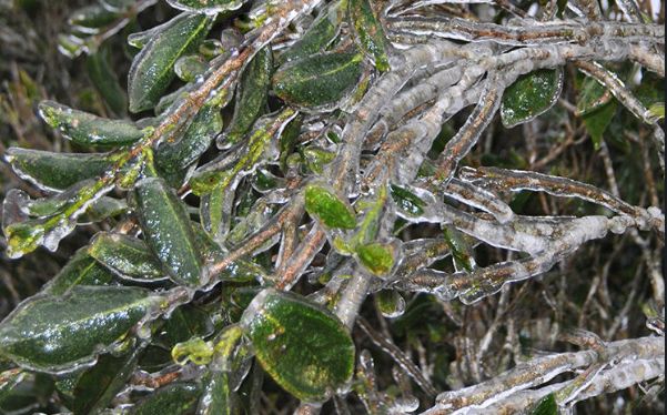 恩施富硒茶属于（恩施茶叶含硒量排名）-硒宝网