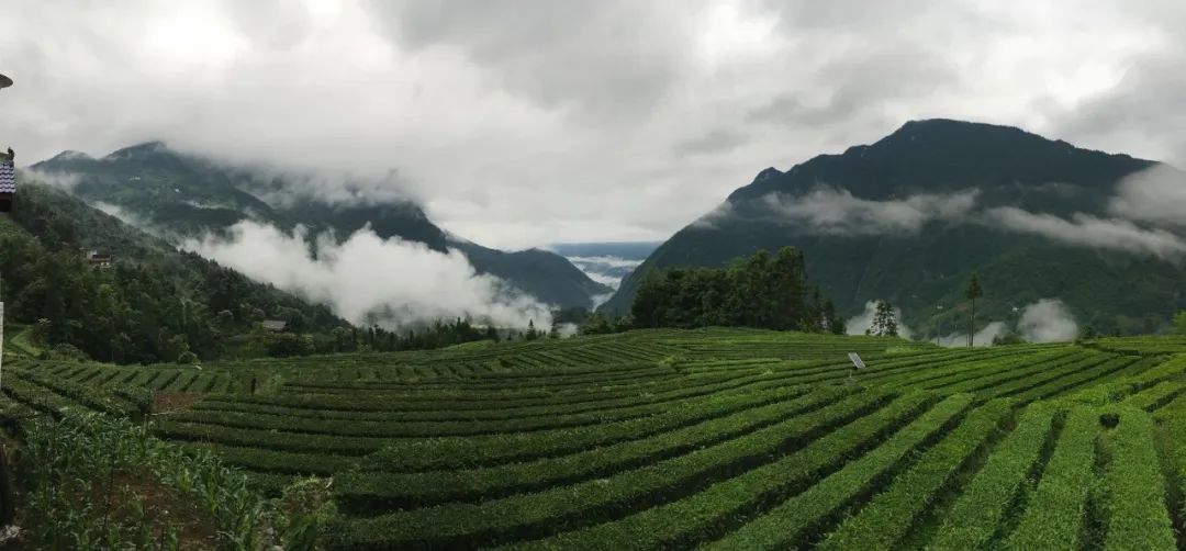 恩施富硒茶属于（恩施茶叶含硒量排名）-硒宝网