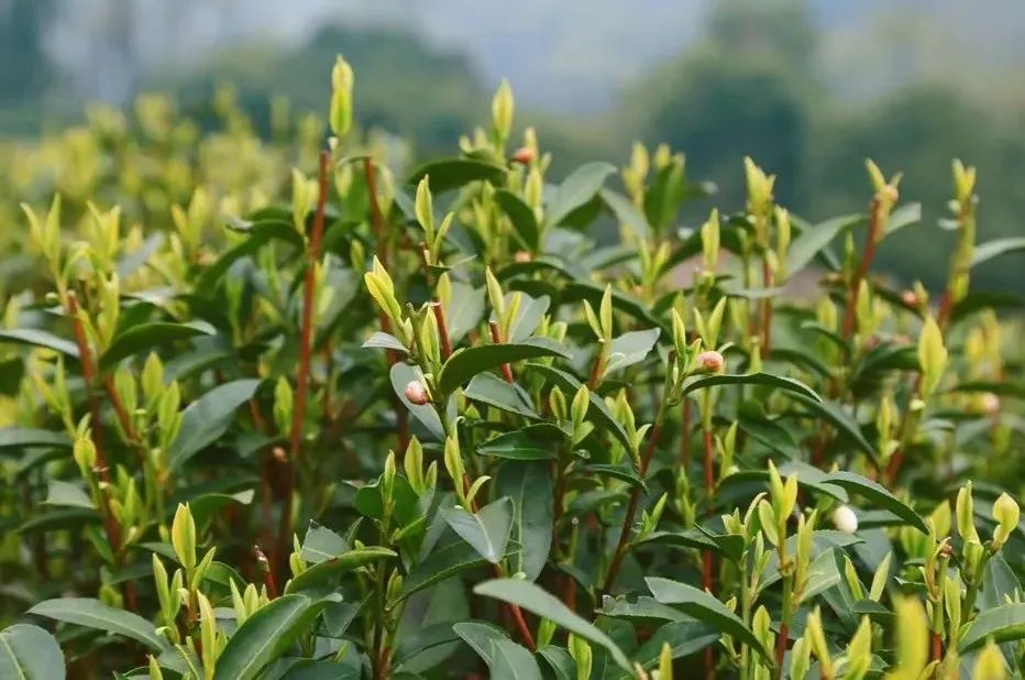 恩施富硒茶属于（恩施茶叶含硒量排名）-硒宝网