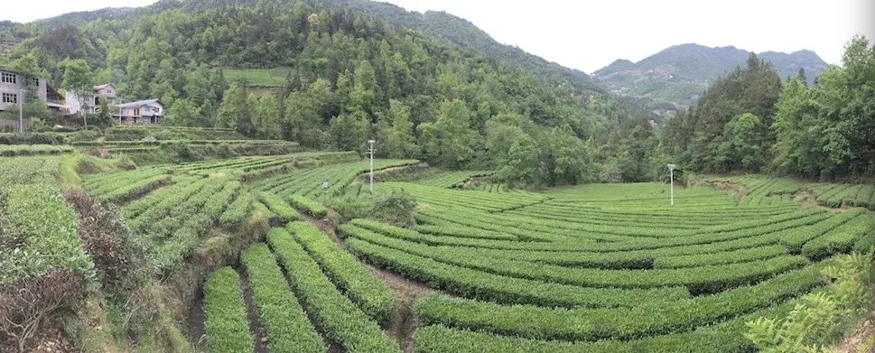 恩施富硒茶属于（恩施茶叶含硒量排名）-硒宝网