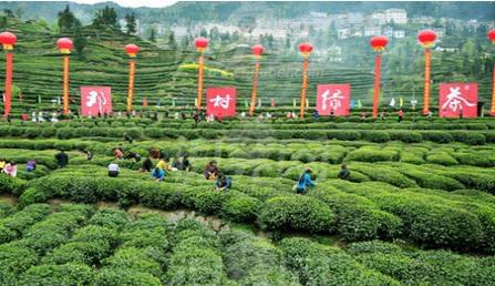 富硒茶产地湖北（湖北富硒红茶）-硒宝网