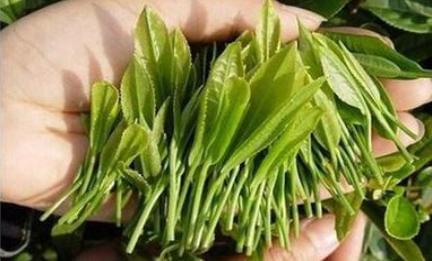 富硒茶产地湖北（湖北富硒红茶）-硒宝网