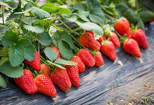 富硒茶颜色发白(茶颜色发白富硒能喝吗)-硒宝网