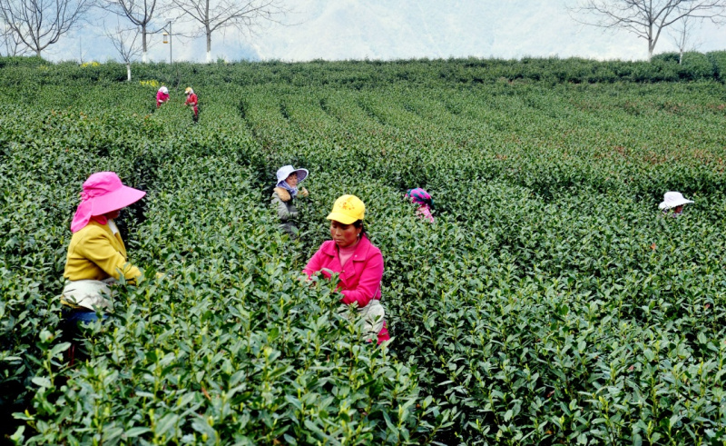 安康富硒茶设计（安康茶富硒设计理念）-硒宝网