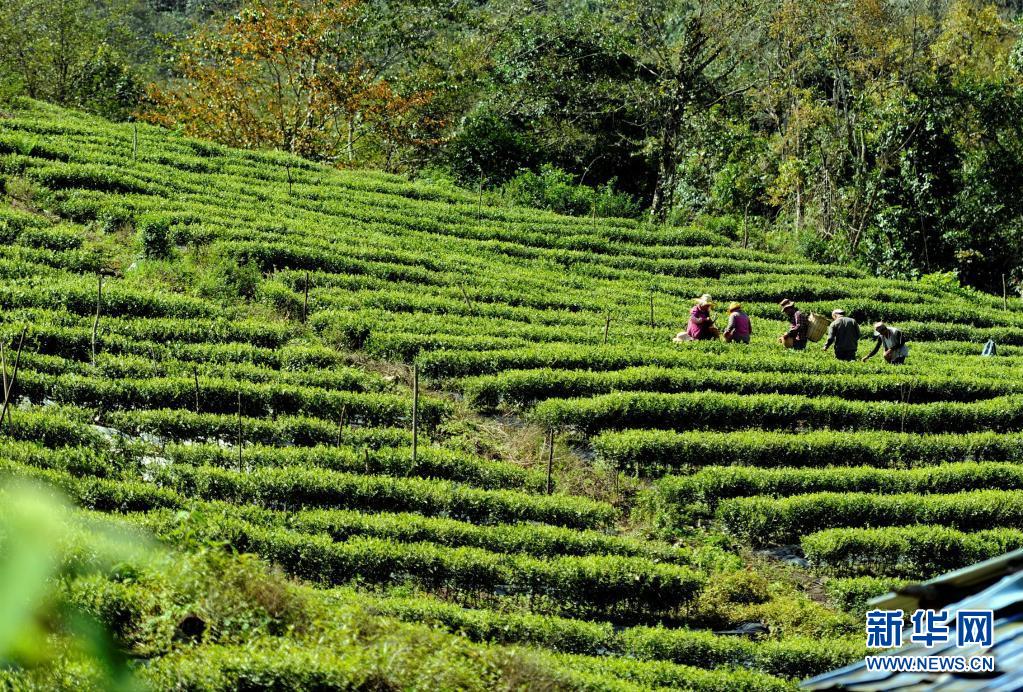富硒贡茶 清雅(清雅茶叶价格)-硒宝网