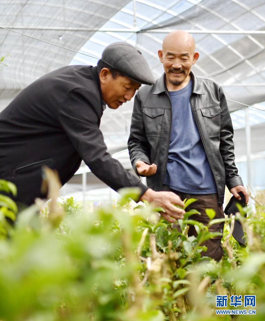 富硒贡茶 清雅(清雅茶叶价格)-硒宝网