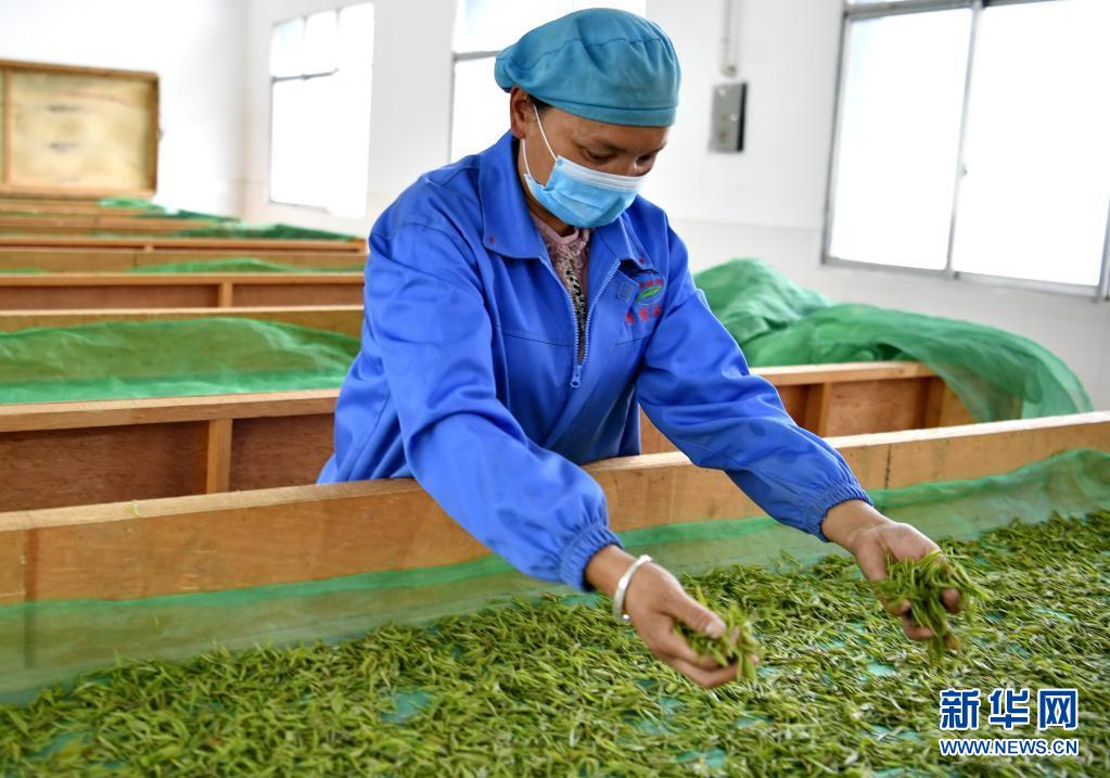 富硒贡茶 清雅(清雅茶叶价格)-硒宝网