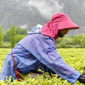 富硒贡茶 清雅(清雅茶叶价格)-硒宝网