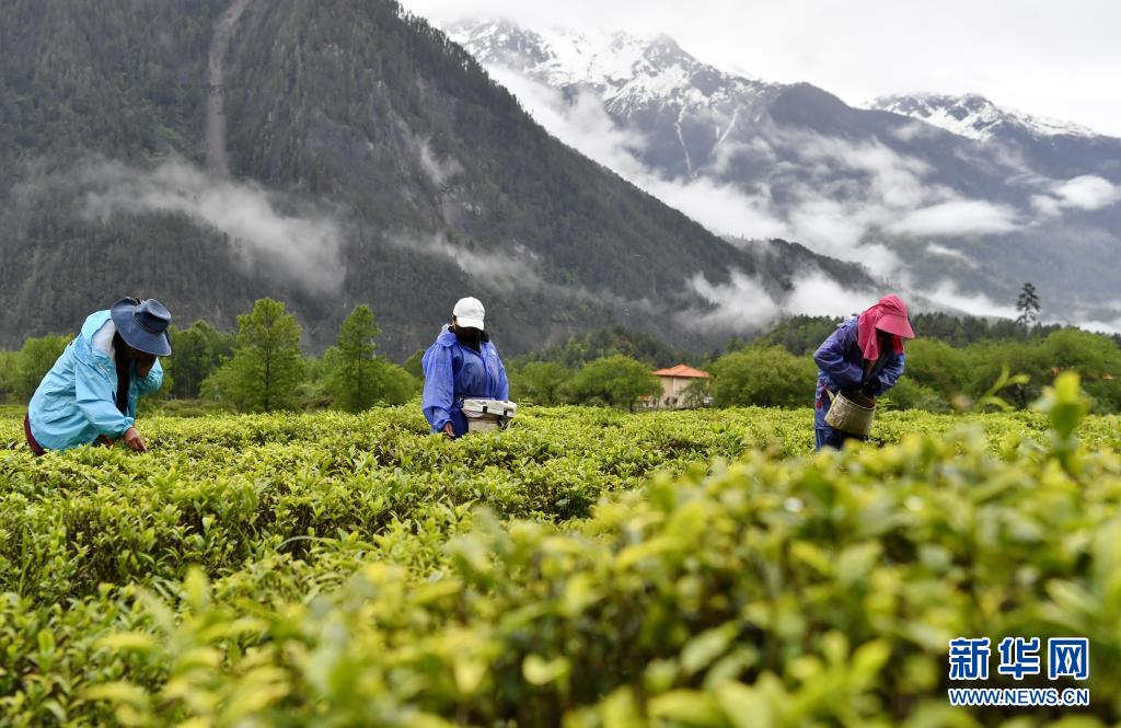 富硒贡茶 清雅(清雅茶叶价格)-硒宝网