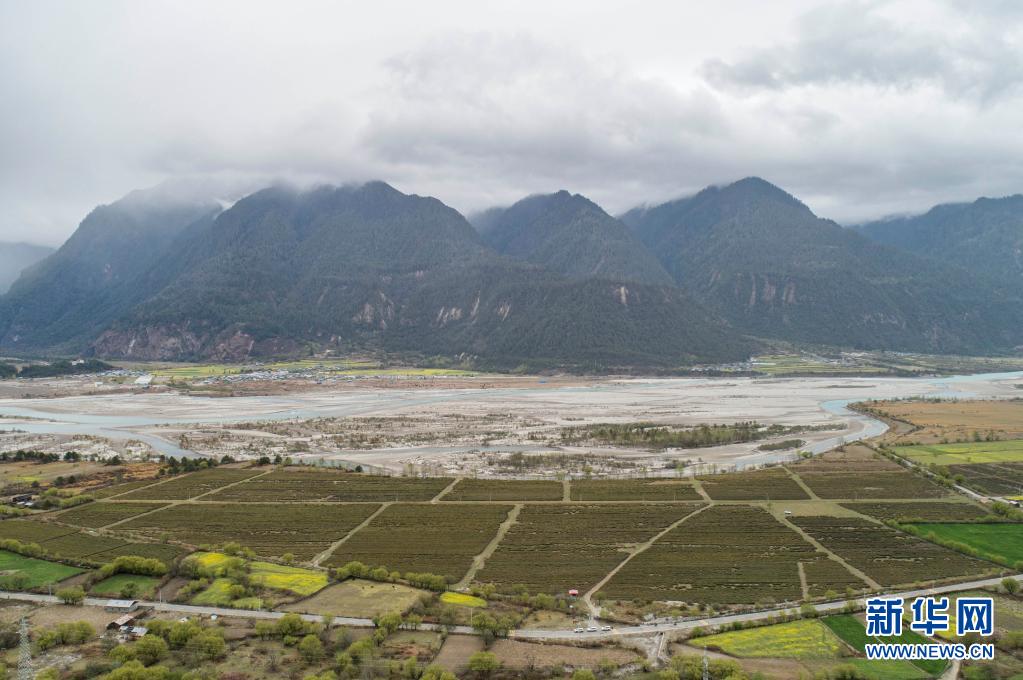 富硒贡茶 清雅(清雅茶叶价格)-硒宝网