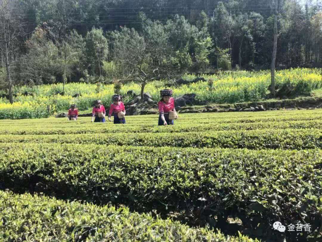 恩施富硒茶种植(恩施富硒茶叶多少钱一斤)-硒宝网