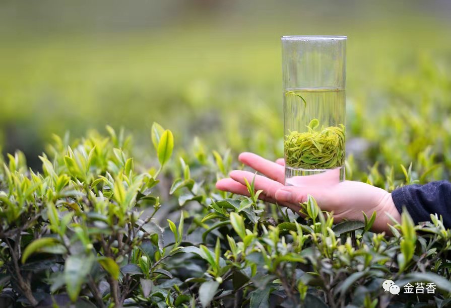 恩施富硒茶种植(恩施富硒茶叶多少钱一斤)-硒宝网