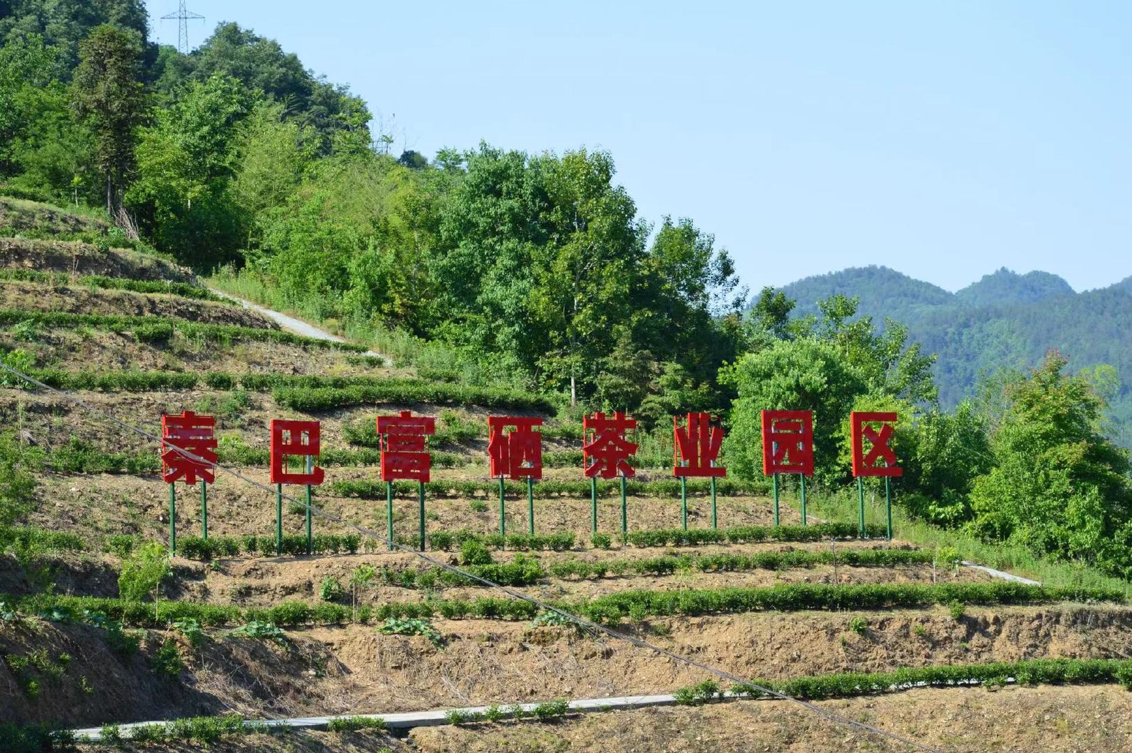 岚皋富硒茶简介（富硒茶园）-硒宝网