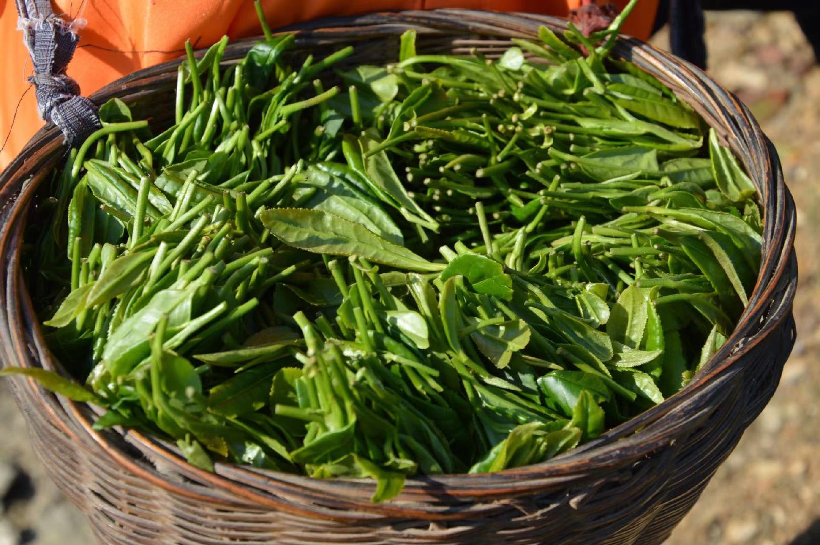 岚皋富硒茶简介（富硒茶园）-硒宝网