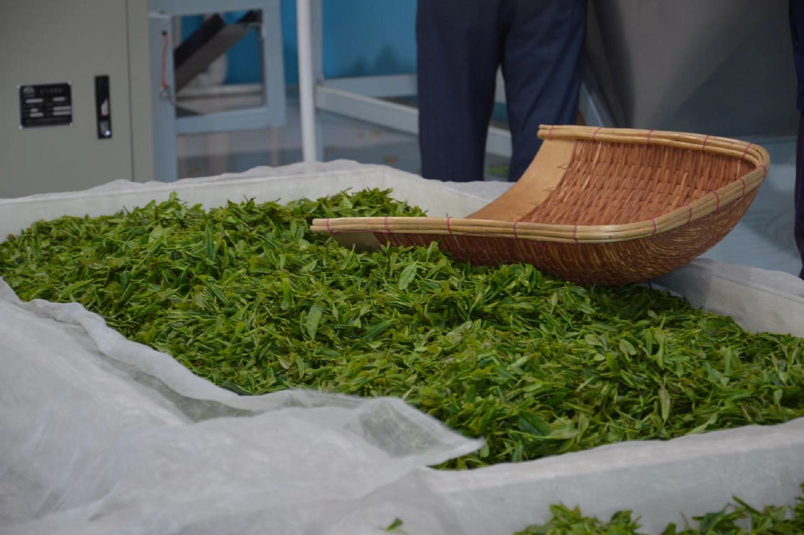 岚皋富硒茶简介（富硒茶园）-硒宝网