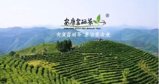 贵州紫阳富硒茶(紫阳富硒茶价格)-硒宝网