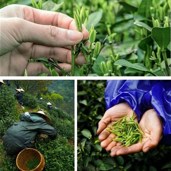 贵州紫阳富硒茶(紫阳富硒茶价格)-硒宝网