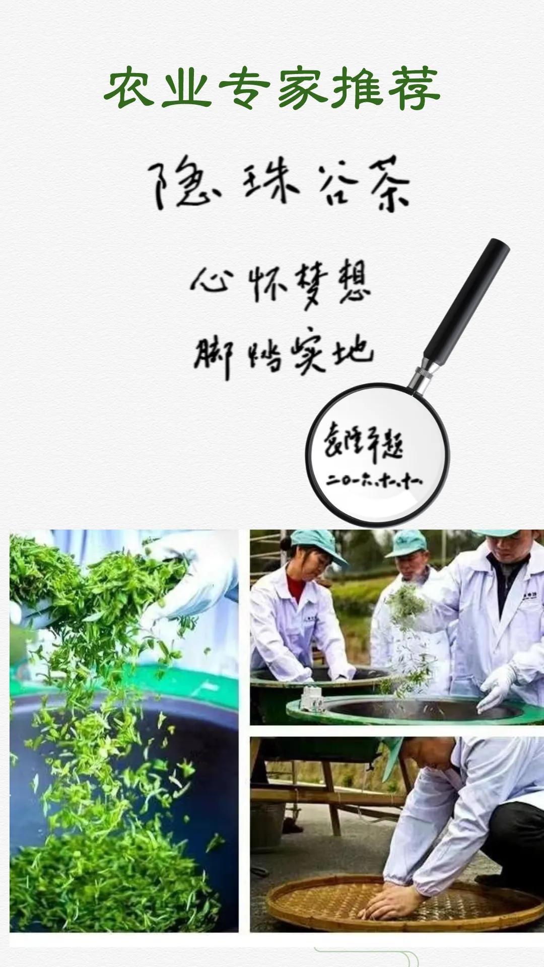 富硒黄金茶价格（黄金茶属于什么茶价格）-硒宝网