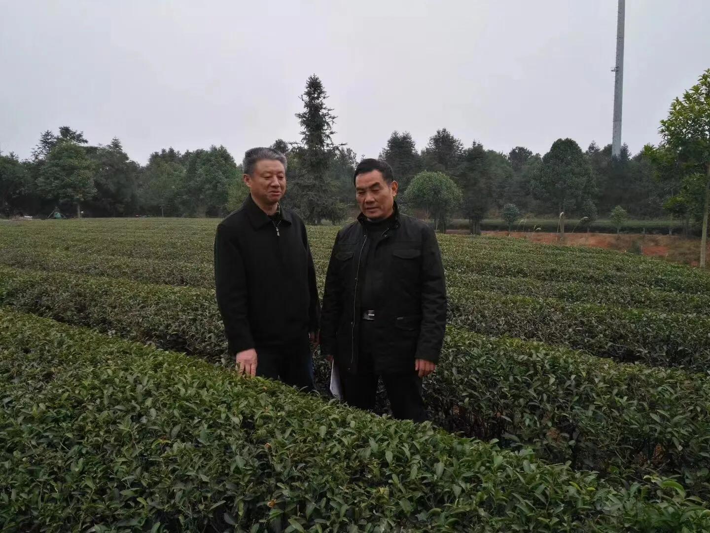 富硒黄金茶价格（黄金茶属于什么茶价格）-硒宝网