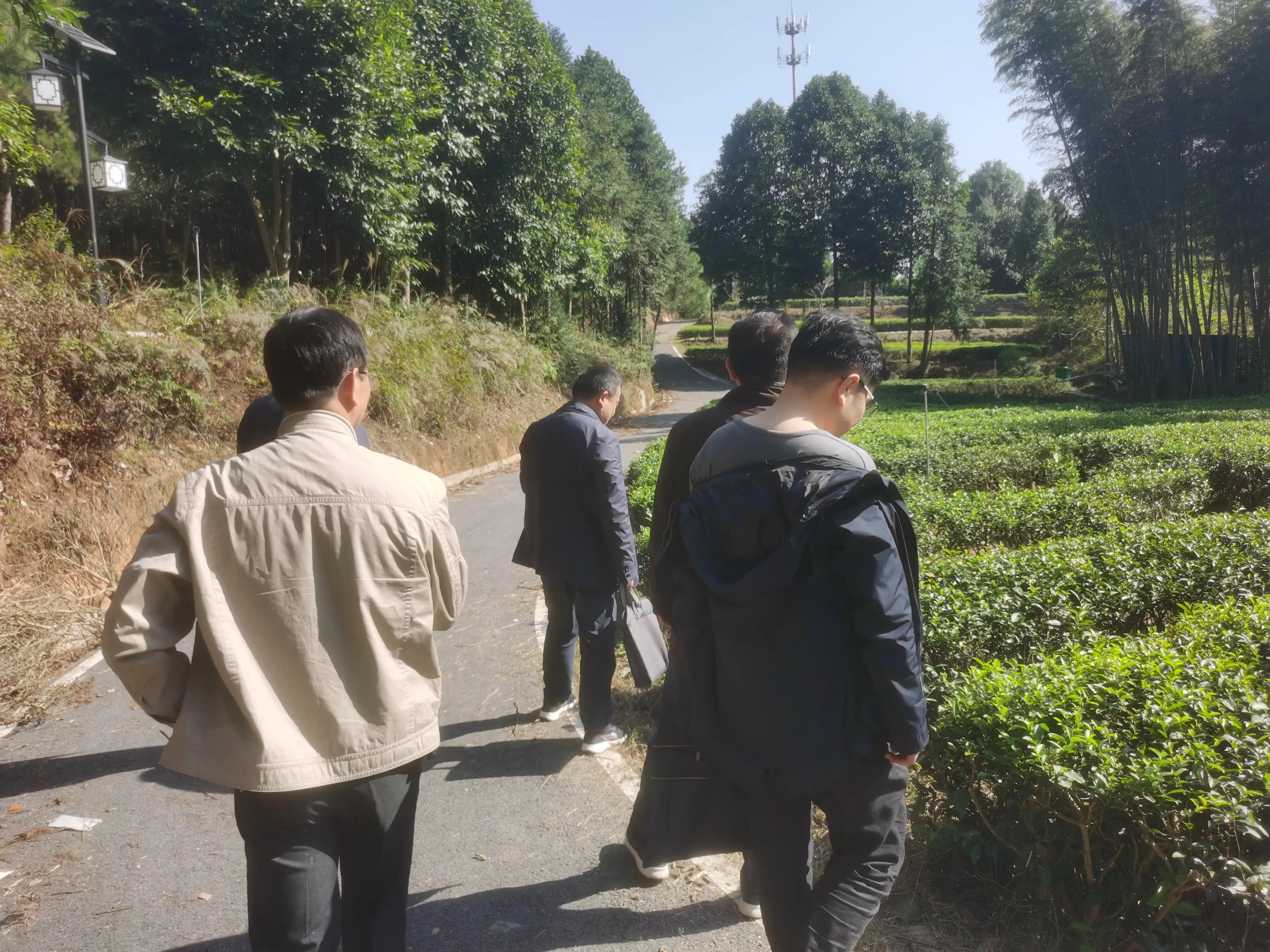 富硒黄金茶价格（黄金茶属于什么茶价格）-硒宝网