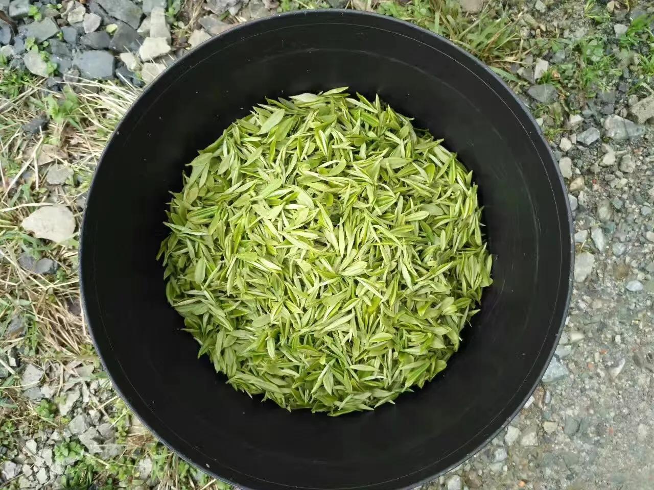 富硒黄金茶价格（黄金茶属于什么茶价格）-硒宝网