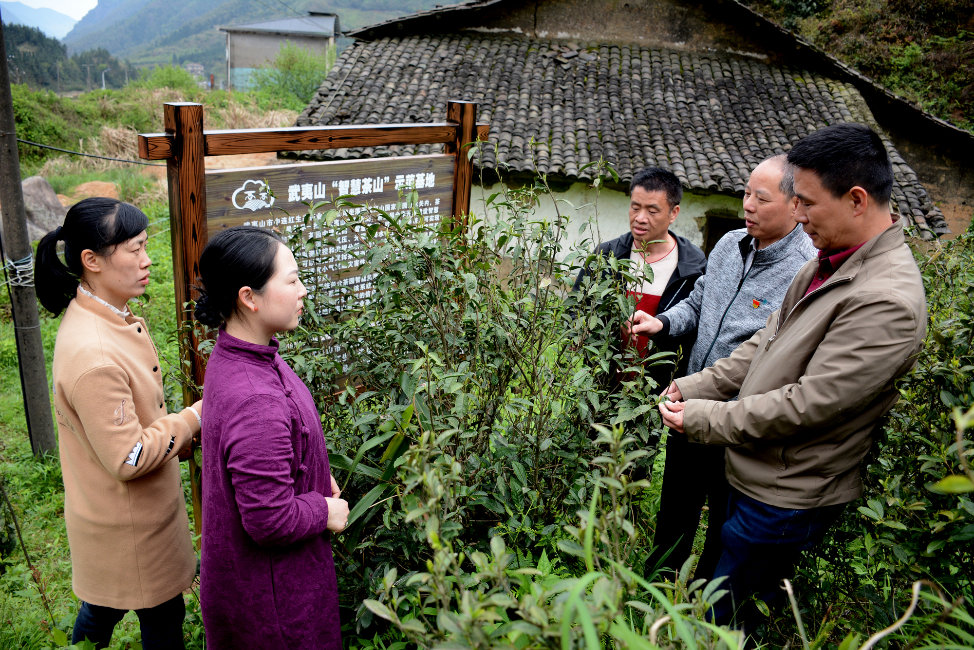 湖北富硒茶功能(武汉富硒茶)-硒宝网